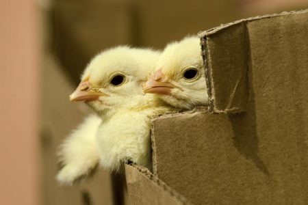 Manna Pro Celebrates the Arrival of Young Farm Animals Image